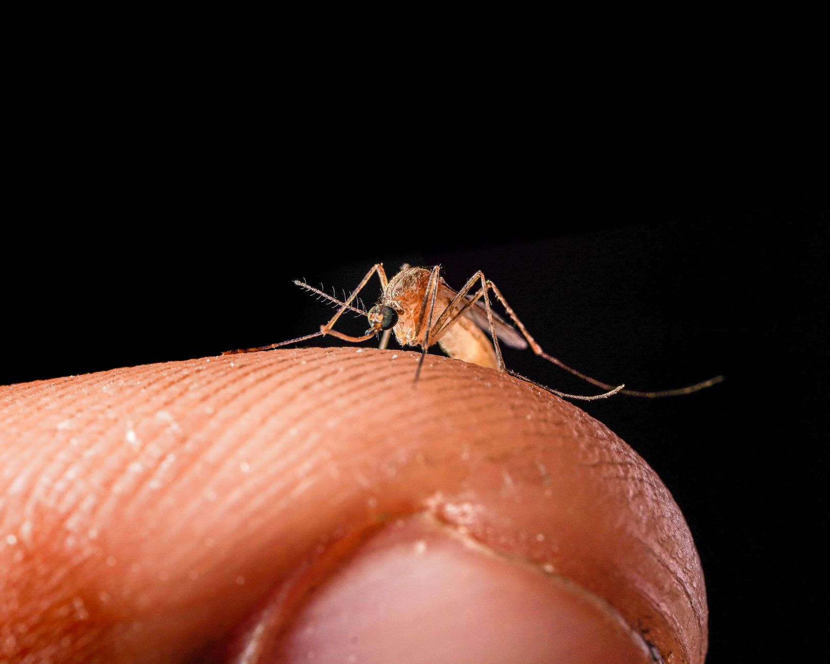 Virus West Nile : conseils d'un infectiologue du CHU de Toulouse