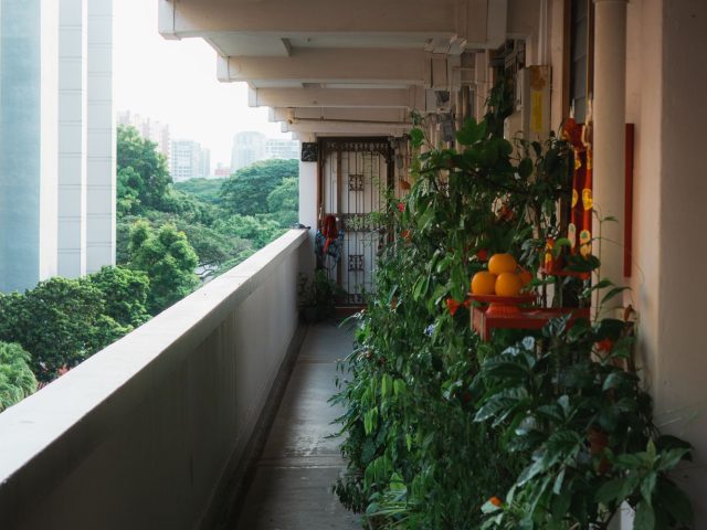 Démarrer un potager sur balcon : guide pas à pas