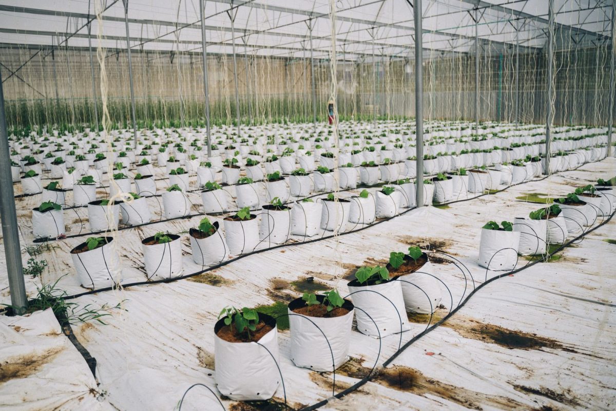 Tuyaux goutte a goutte alimentant des plantes en pot