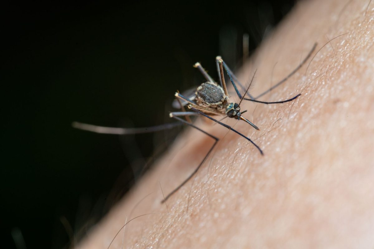 Virus West Nile : conseils d&rsquo;un infectiologue du CHU de Toulouse