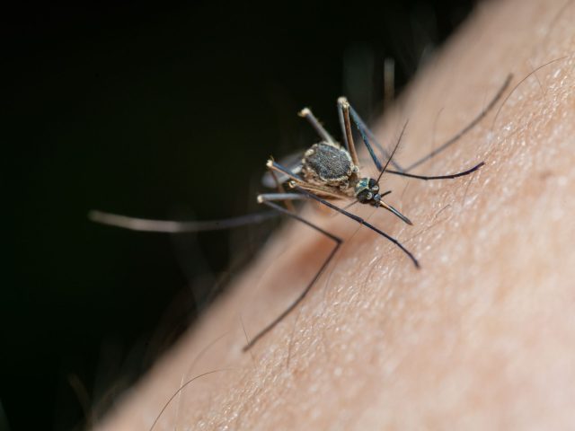Virus West Nile : conseils d&rsquo;un infectiologue du CHU de Toulouse