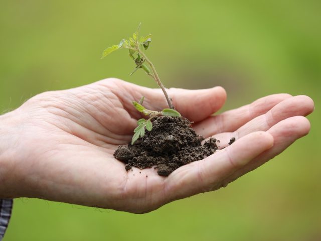 Quel composteur pour appartement ou jardin