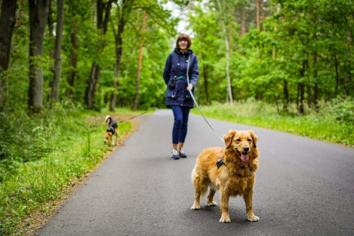 Pet-sitter dans le Gard : l'agenda qui fait tenir votre activité