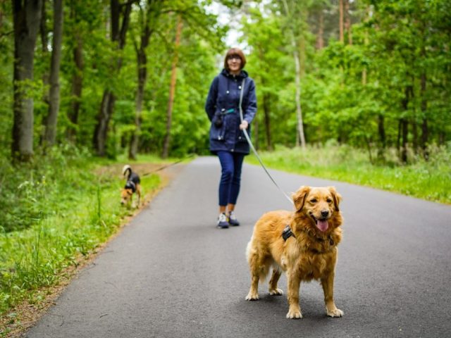 Pet-sitter dans le Gard : l&rsquo;agenda qui fait tenir votre activité