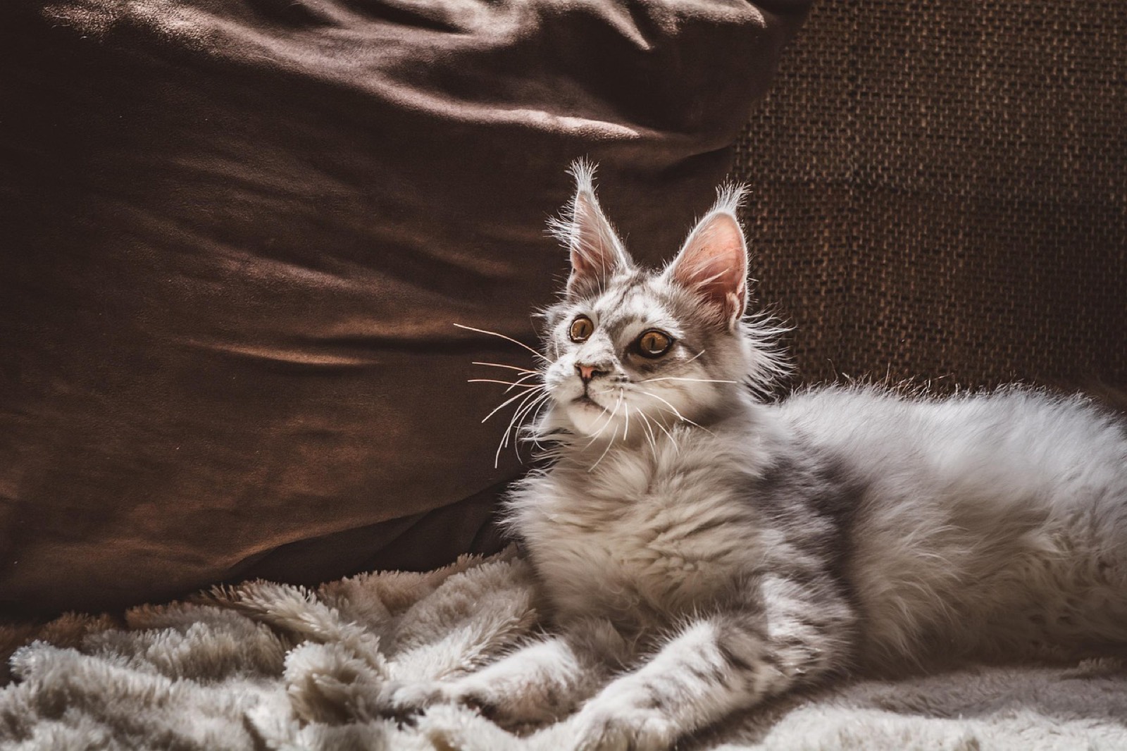 Chat installé dans un appartement pendant la visite d'une pet-sitter à domicile