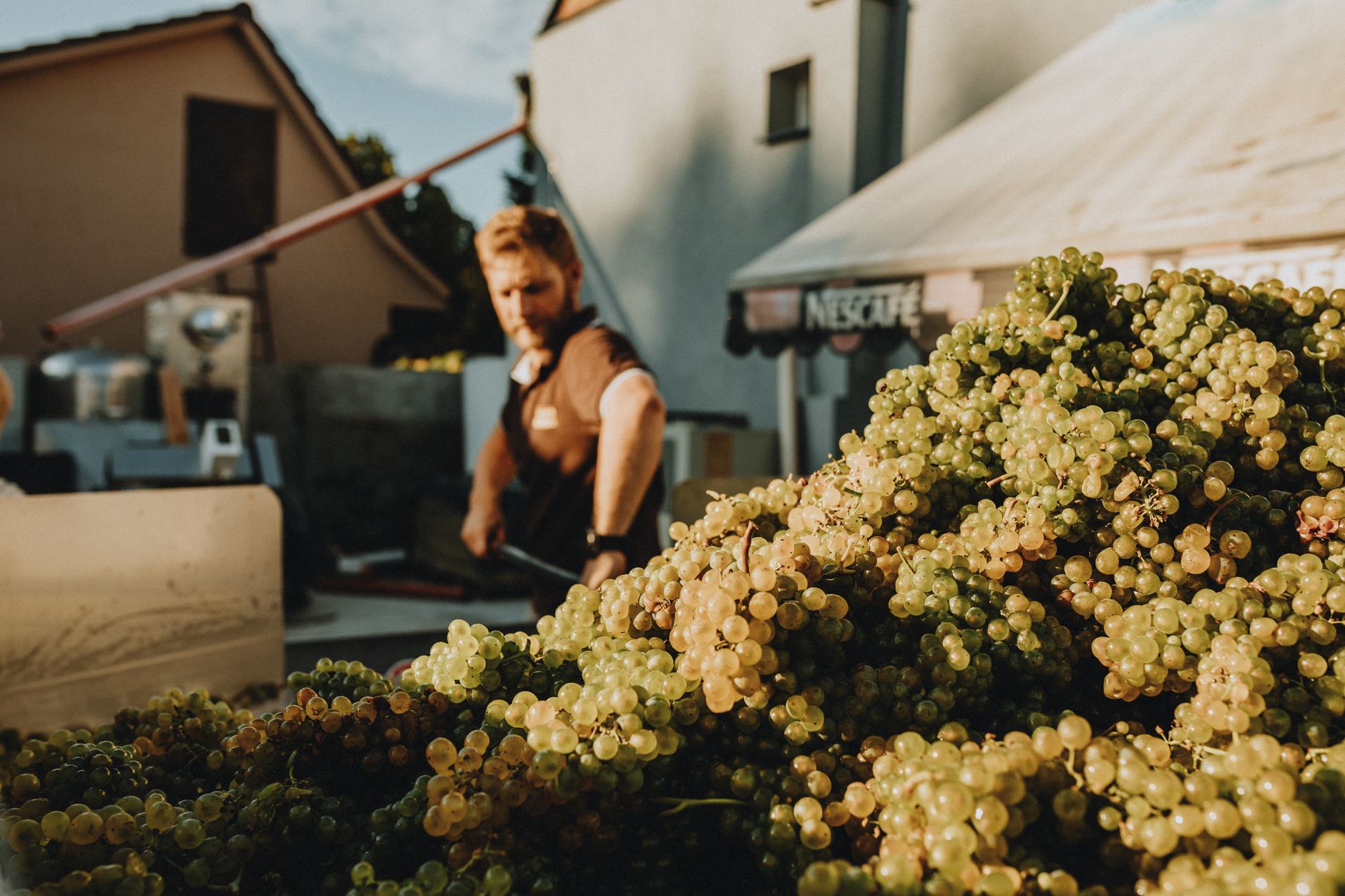 À Chusclan, les vendanges réinventent la tradition viticole