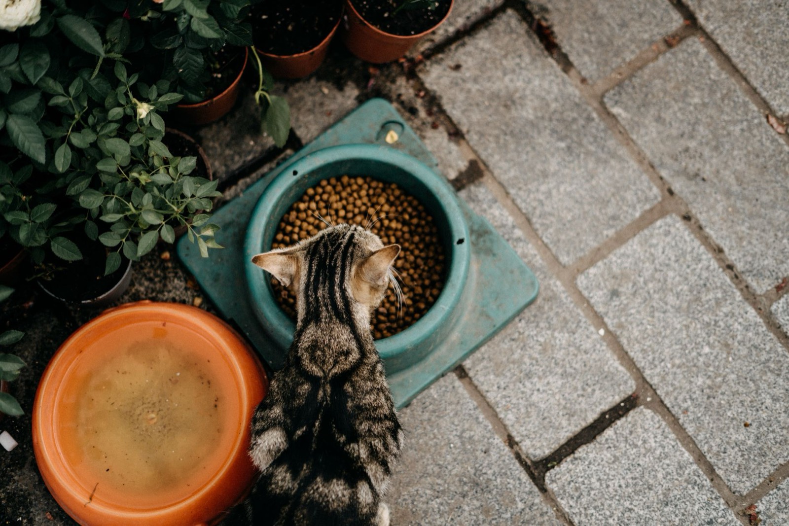 Gamelle de chat posée dans un appartement, préparée pour une garde à domicile