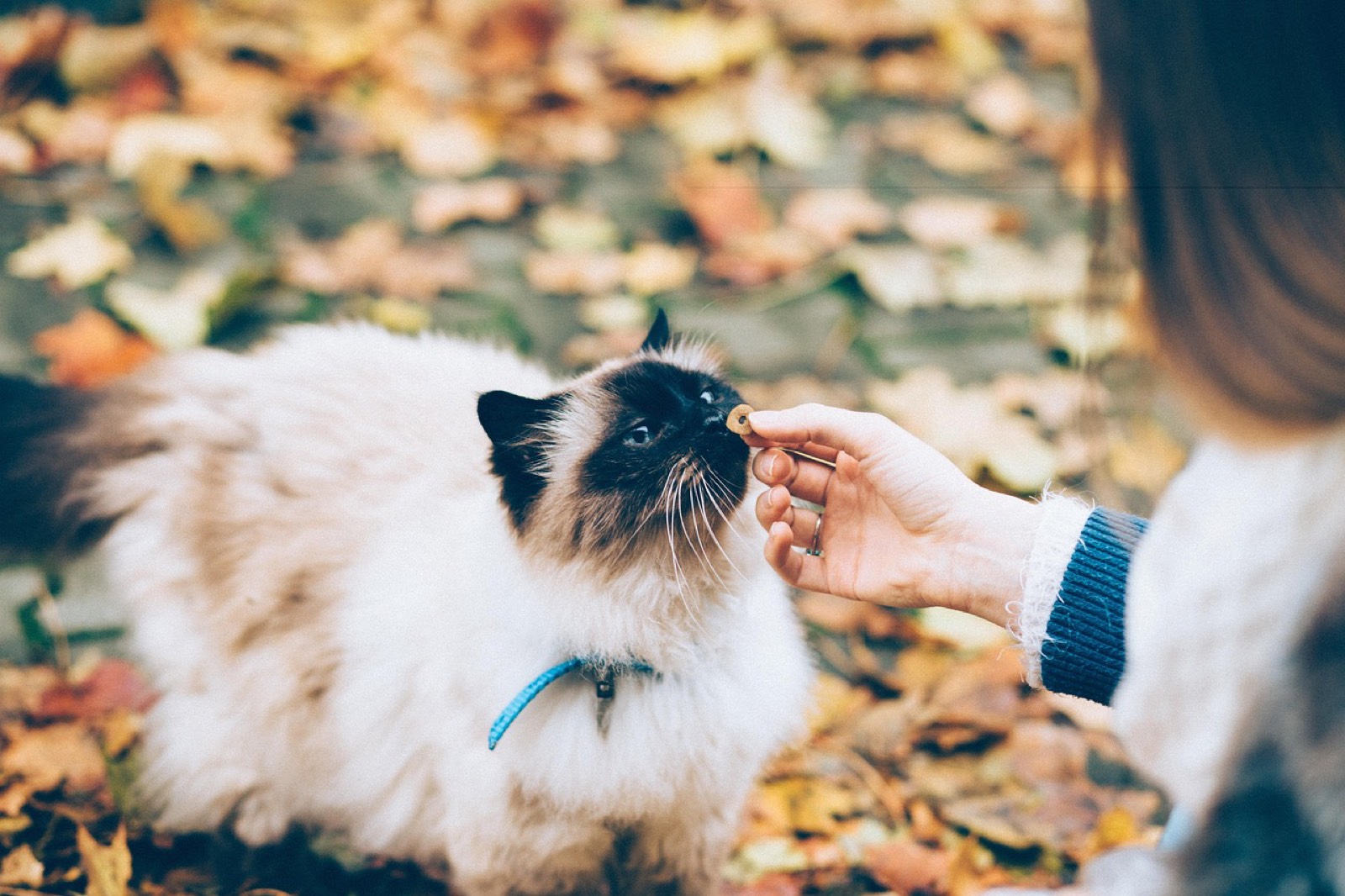 Une personne nourrit un chat dans une cuisine pendant une visite de garde