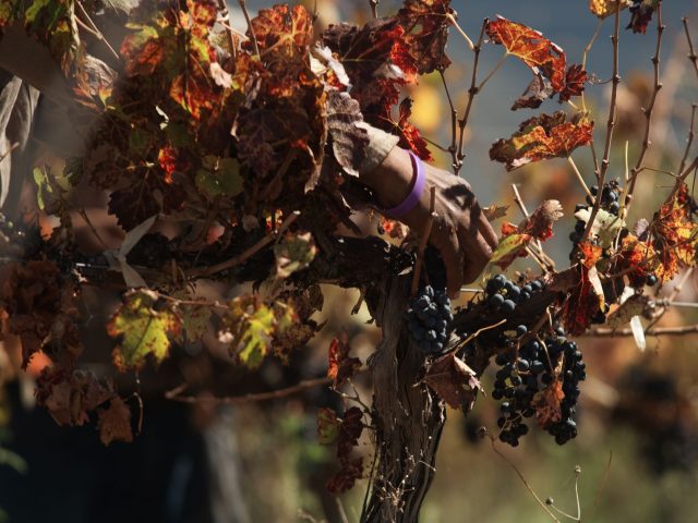 À Chusclan, les vendanges réinventent la tradition viticole