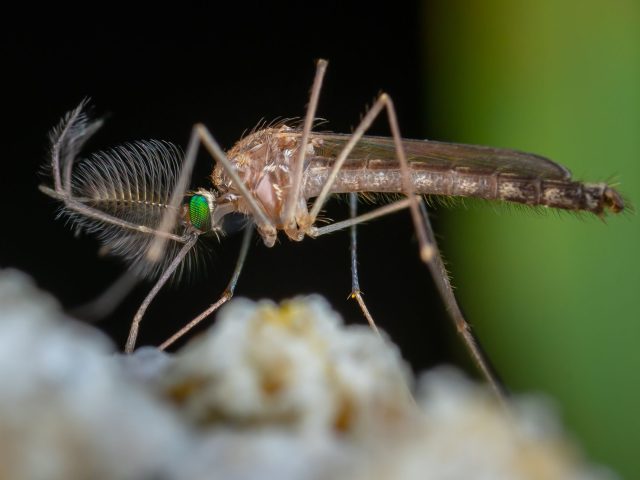 Chikungunya : Comment se prémunir face à l&rsquo;épidémie qui menace l&rsquo;Occitanie ?